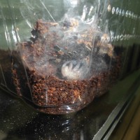 P.Irminia 5th molt.