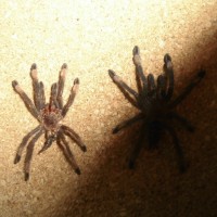 P.Irminia and her molt.