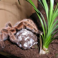 Grammostola Rosea Med Kokon 2