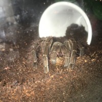 Theraphosa Stirmi