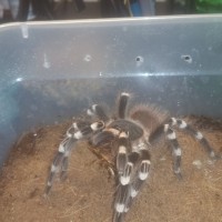 Craigslist geniculata