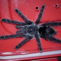 Avicularia purpurea Juvenile Female