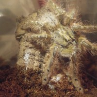 Stromatopelma calceatum