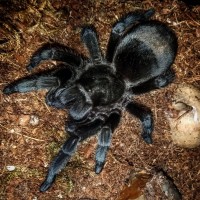 Grammostola pulchra