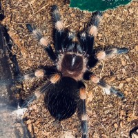 Brachypelma hamorii