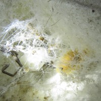 Allochares azureus Cocoon in Web of Kukulcania hibernalis