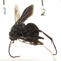 Allochares azureus: Parasitoid Wasp That Specializes on Kukulcania hibernalis