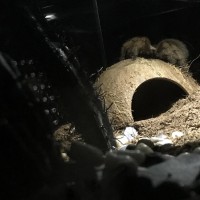 Aphonopelma Chalcodes exploring her new desert themed enclosure.