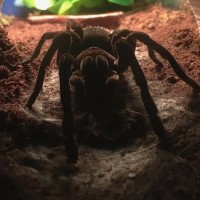 Theraphosa Stirmi