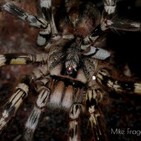 Poecilotheria fasciata