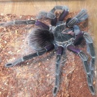 P. platyomma just moulted