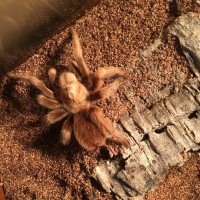 Aphonopelma Chalcodes