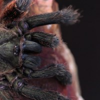 Psalmopoeus victori