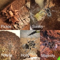 Picture of all my Tarantulas together
