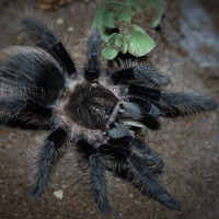 Brachypelma albopilosum Juvenile Female