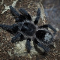 Grammostola grossa Juvenile Female