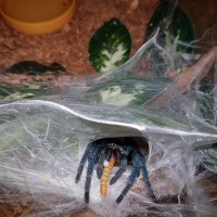 Chromatopelma cyaneopubescens Feeding