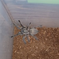 M. Balfouri