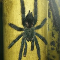 A. avicularia