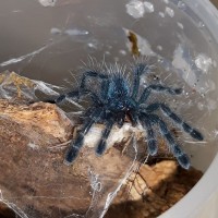 C.versicolor sling