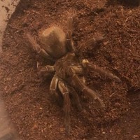 Theraphosa Blondi or Stirmi?