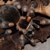 AF B. hamorii (smithi)