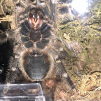 Grammostola pulchripes: Ventral Sexing