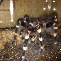 A. geniculata post molt feed.