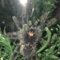 A. Avicularia