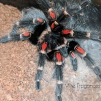 Brachypelma auratum