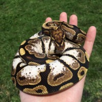 Calico Spotnose Ball Python
