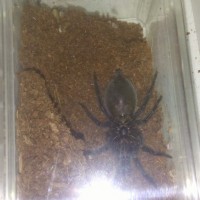 Anyone wanna take a crack at it? (Brachypelma albopilosum)