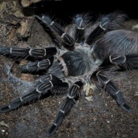 Eupalaestrus campestratus Juvenile Female