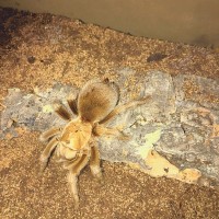 Aphonopelma Chalcodes