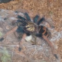 I will now call her 7 (Chromatopelma cyaneopubescens)