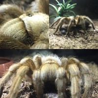 Aphonopelma Chalcodes