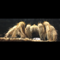 Aphonopelma Chalcodes