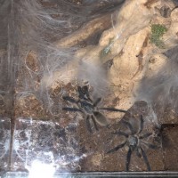 Monocentropus Balfouri! 2 juveniles!!