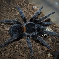 Euathlus sp. Red Juvenile Female