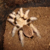 New Female A. chalcodes
