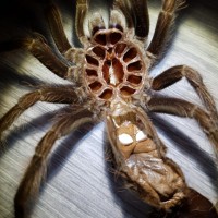 Pamphobeteus platyomma: Molt Sexing