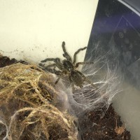 Ceratogyrus sp. unknown