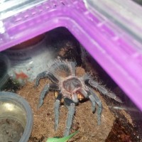 Hungry (Lasiodora parahybana)