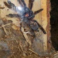 Psalmopoeus: Ventral Sexing