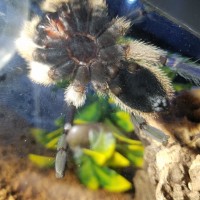 M. Balfouri