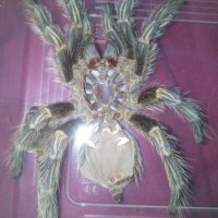 Grammostola Pulchripes Sexing