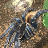 My C. Cyaneopubescens, Cece for short.