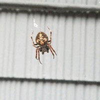 Port Neches, TX Spider