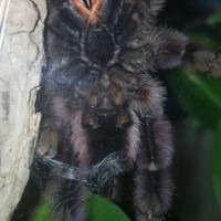 Caribena versicolor