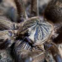 Harpactira pulchripes MM